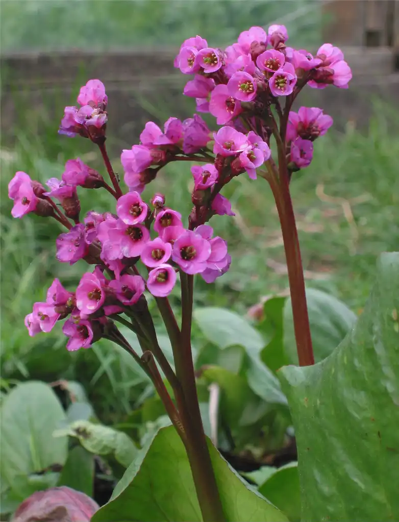 Photo of Bergenia crassifolia - Bergenia crassifolia 'Purpurea':Rasbark