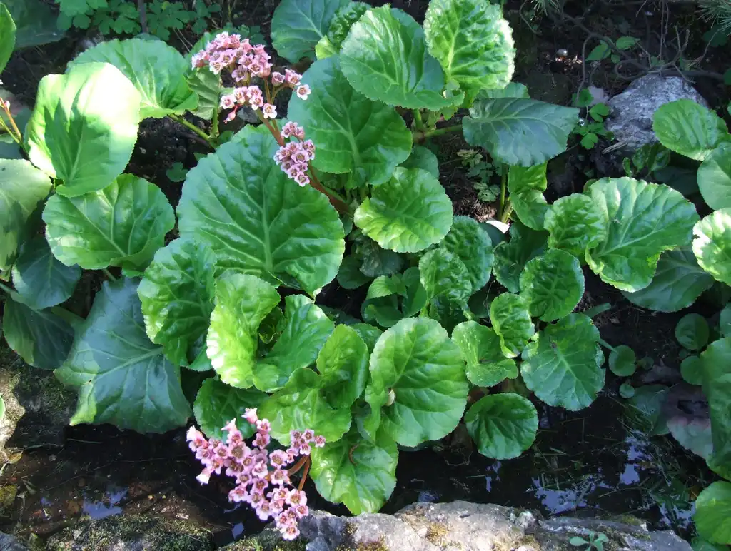 Photo of Bergenia crassifolia - Form: