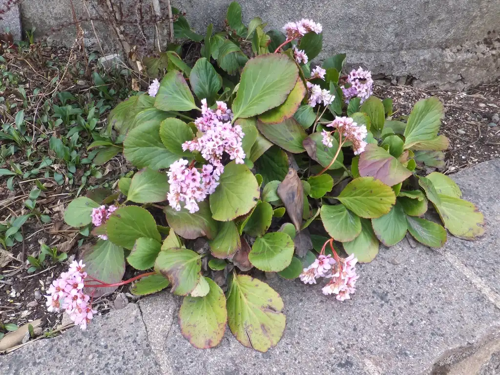 Photo of Bergenia crassifolia - Form:Syrio