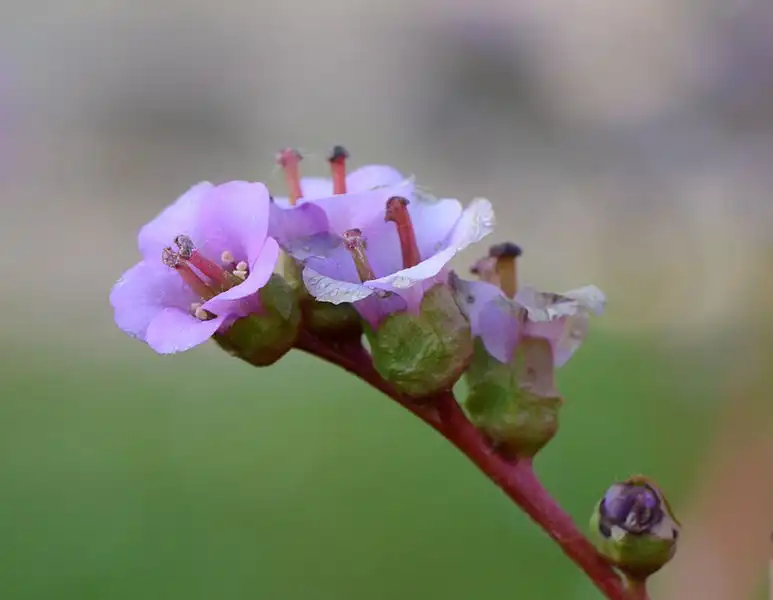 Photo of Bergenia crassifolia - Inflorescence:Pancrat