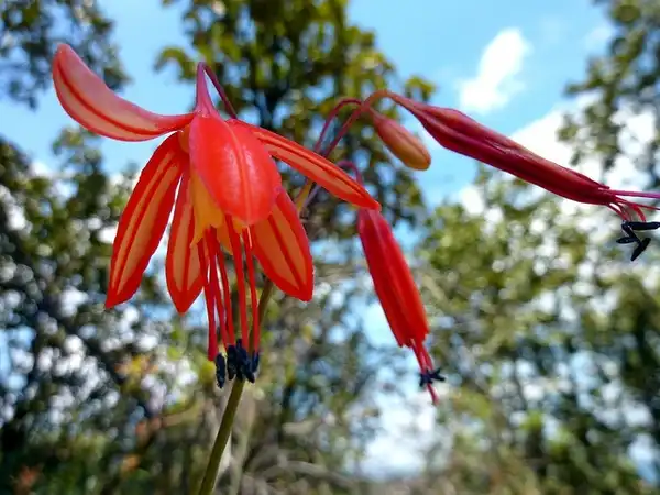 Фото Bessera (Besseras)