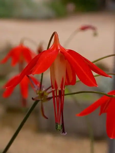Фото Bessera (Besseras)