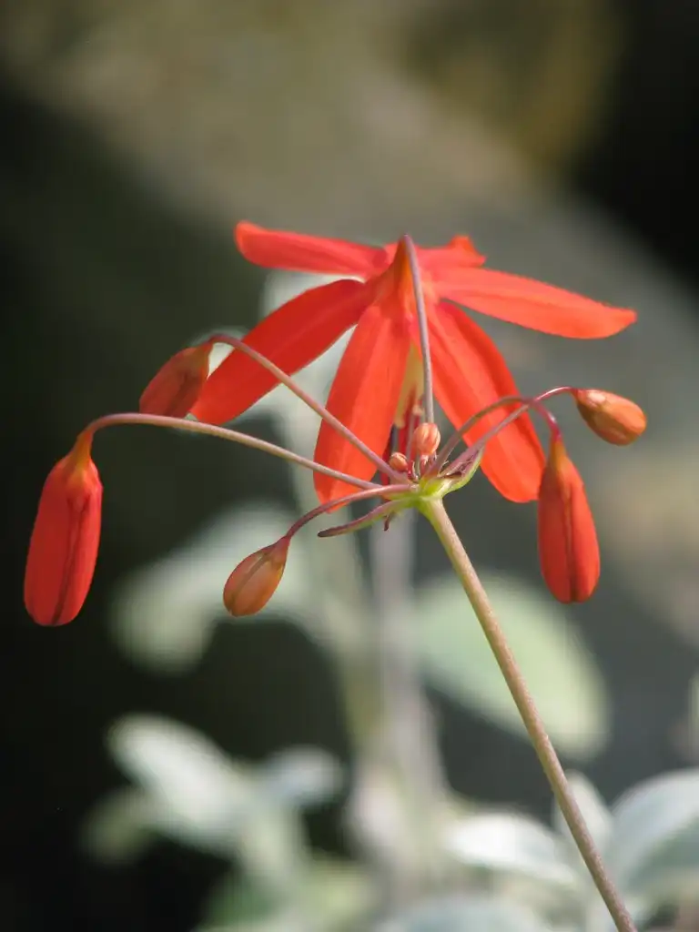 Фото Bessera - Bessera elegans behind flower:peganum