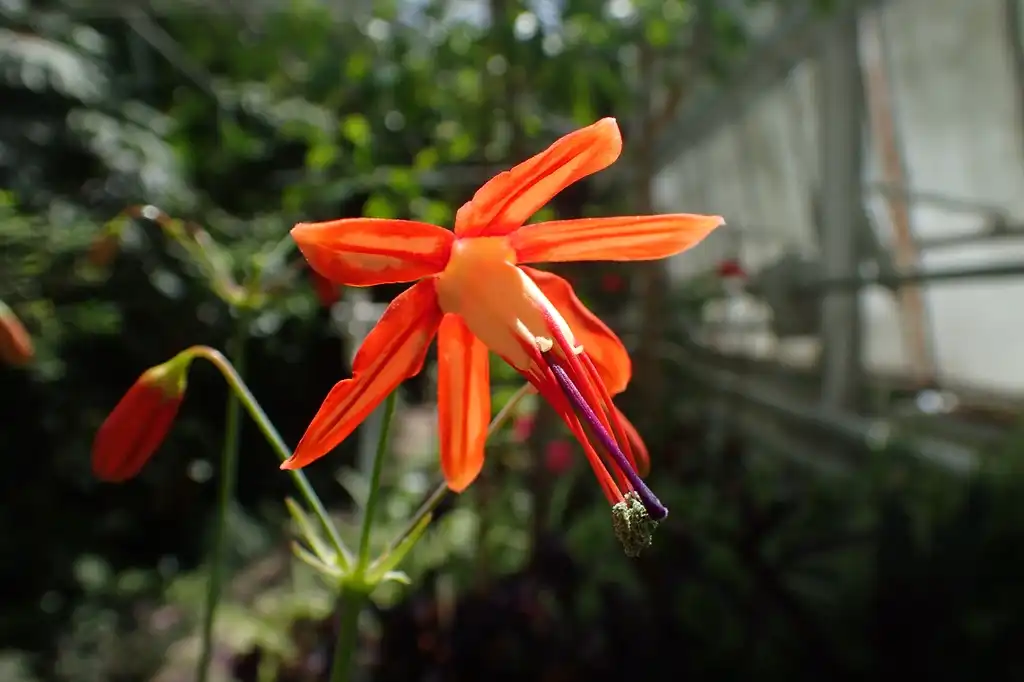 Фото Bessera - Bessera elegans orange flower:Krzysztof Zairnek, Kenraiz