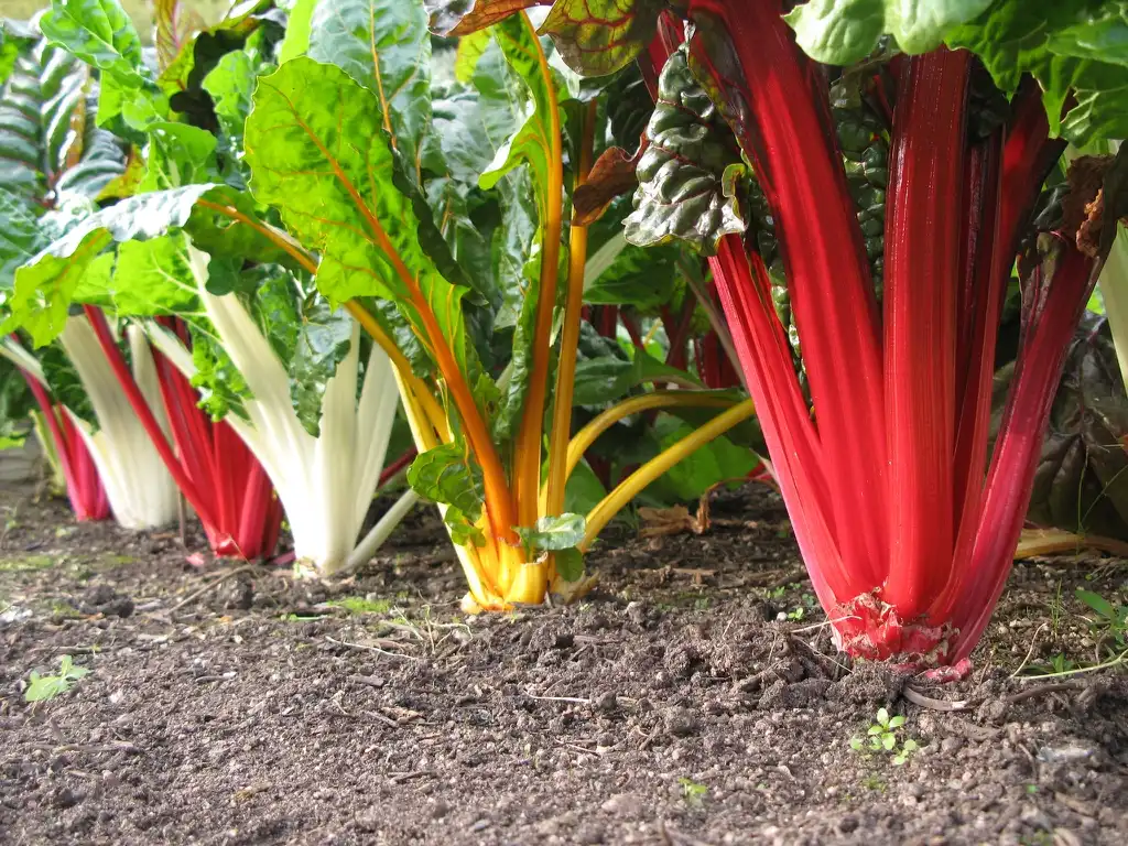 Фото Beta vulgaris (Leaf Beet Group) (Beta vulgaris (Leaf Beet Group)s)