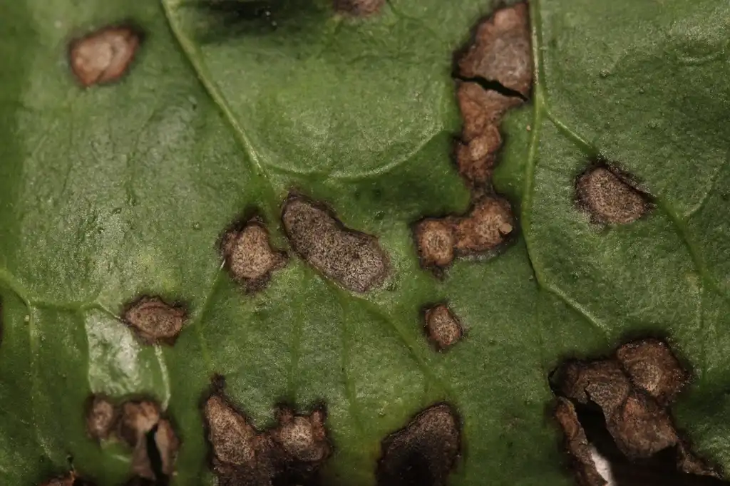 Фото Beta vulgaris (Leaf Beet Group) - Cercospora beticola on plant:Björn S...