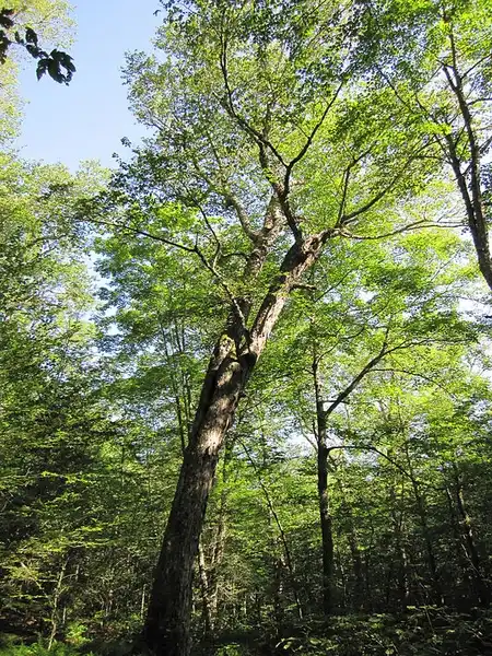 Фото Betula alleghaniensis (Betula alleghaniensiss)
