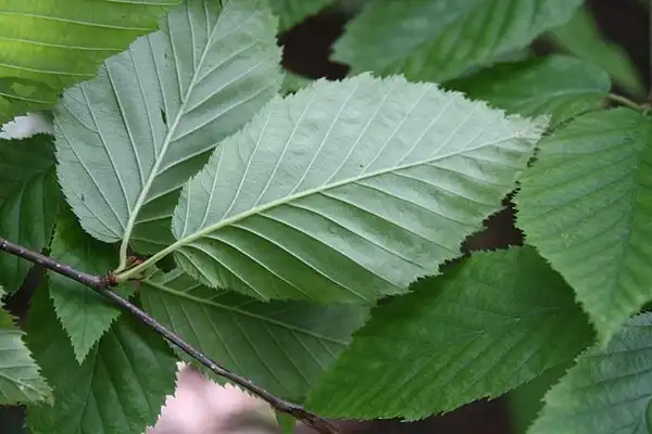 Фото Betula alleghaniensis (Betula alleghaniensiss)