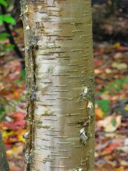 Фото Betula alleghaniensis - Bark:Kerry Woods
