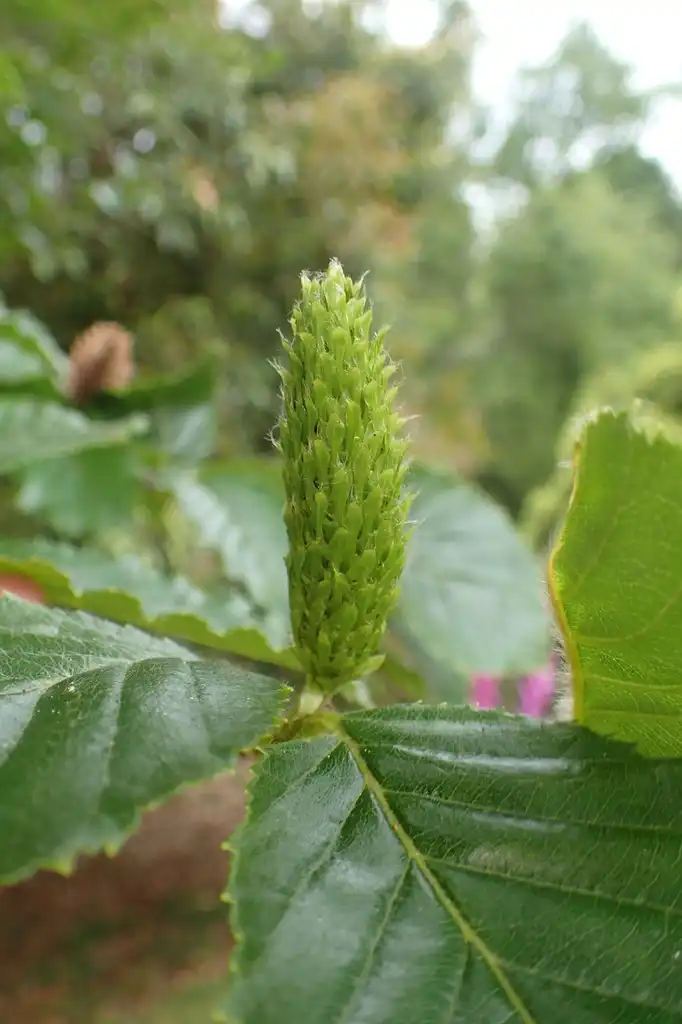 Фото Betula grossa (Betula grossas)
