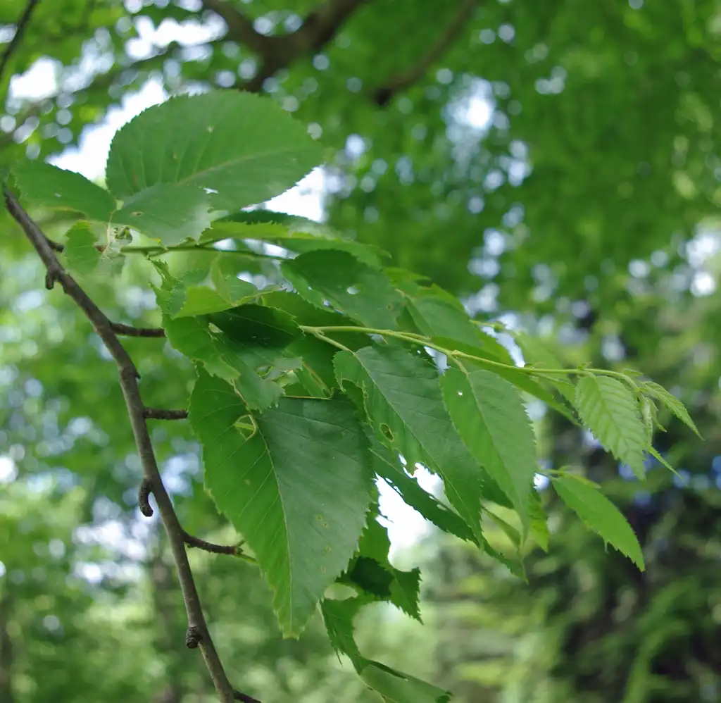 Фото Betula grossa (Betula grossas)