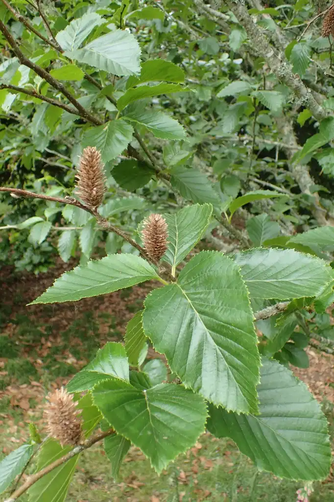 Фото Betula grossa - Betula grossa:Krzysztof Zairnek, Kenraiz