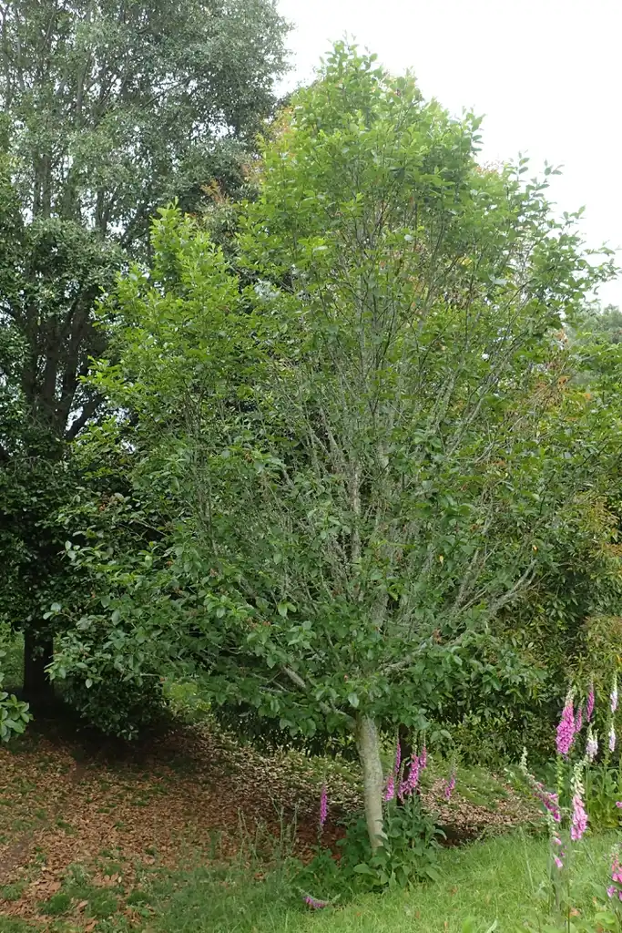 Фото Betula grossa - Betula grossa tree:Krzysztof Zairnek, Kenraiz