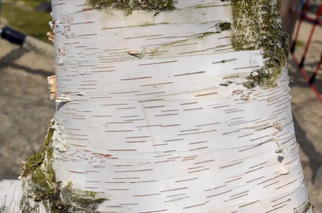 Фото Betula grossa - Close up of young bark with horizontal lenticles.:Illustratedjc