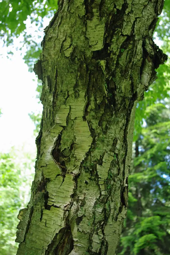 Фото Betula grossa - Mature bark with horizontal fissures and exfoliating.:Bostonian13