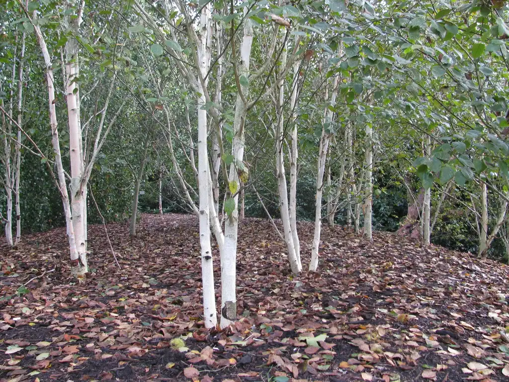 Фото Betula jacquemontii (Betula jacquemontiis)