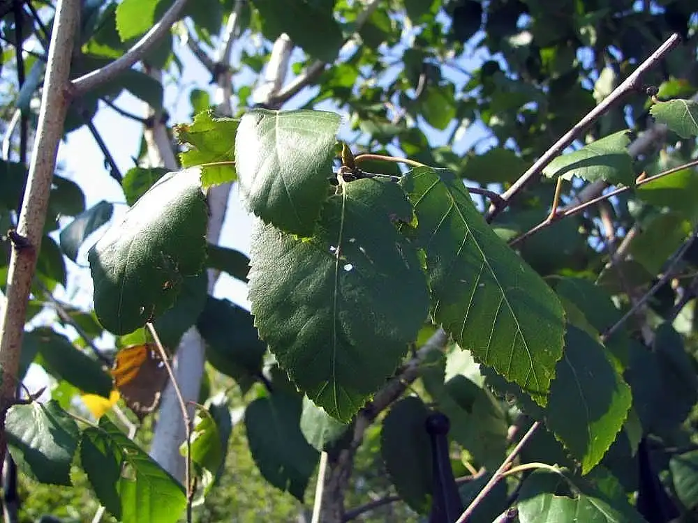 Фото Betula jacquemontii (Betula jacquemontiis)
