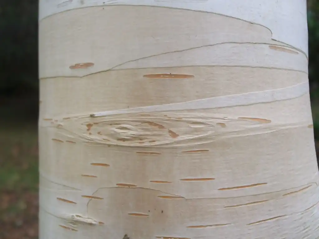 Фото Betula jacquemontii - White bark:Vivian Evans