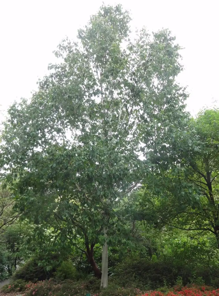 Фото Betula jacquemontii - Form:Andy king50