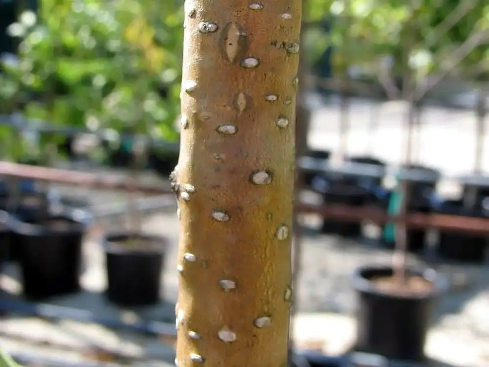Фото Betula jacquemontii - bark:David J. Stang