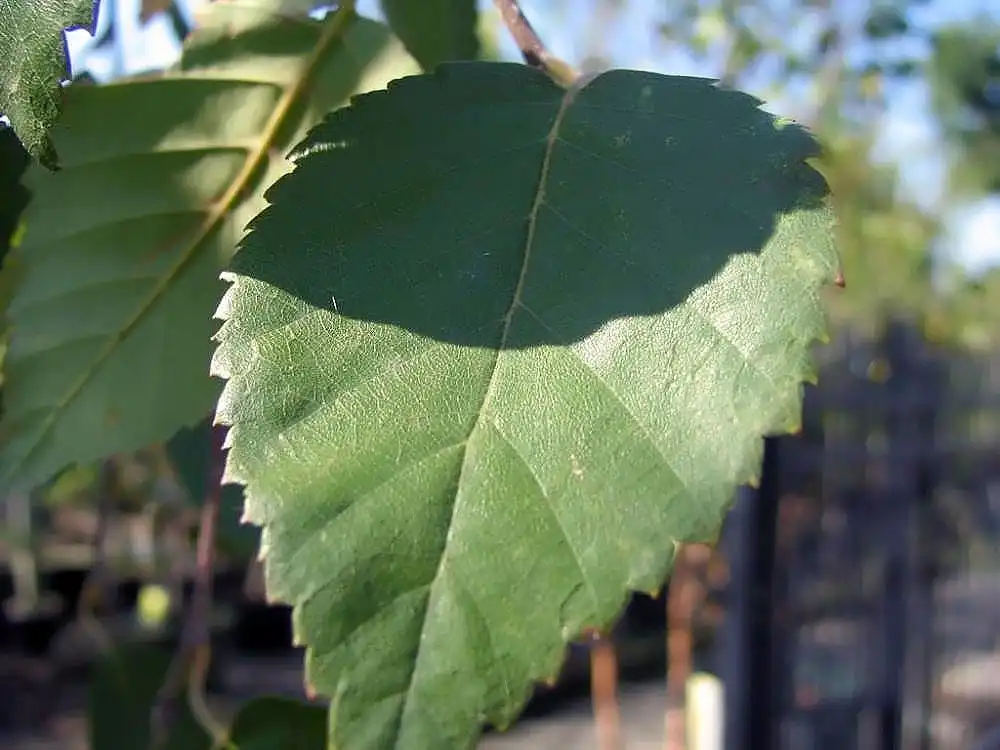 Фото Betula jacquemontii - leaf:David J. Stang