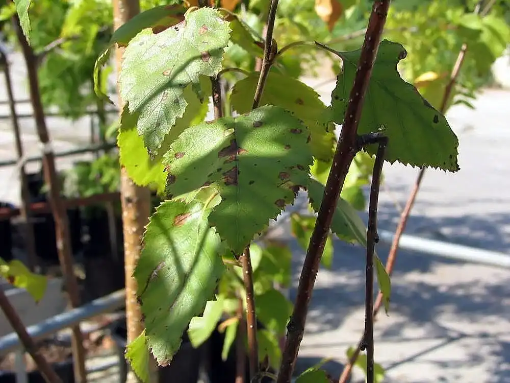 Фото Betula jacquemontii - leaves:David J. Stang