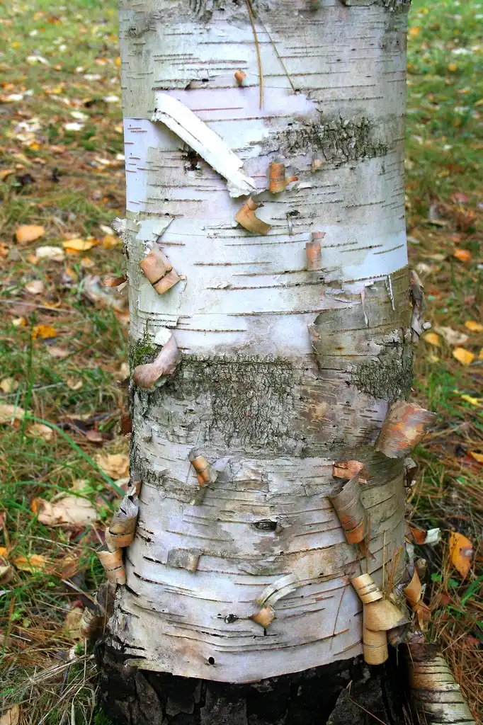 Фото Betula jacquemontii - white bark:Jean-Pol GRANDMONT