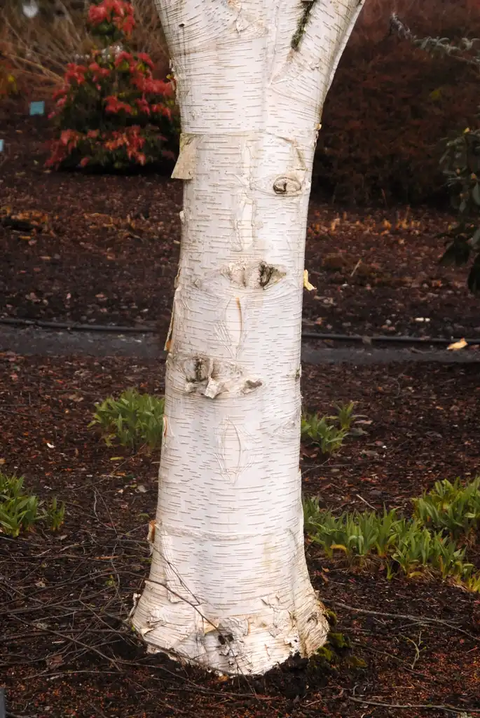 Фото Betula jacquemontii - Bark:Jim Robbins