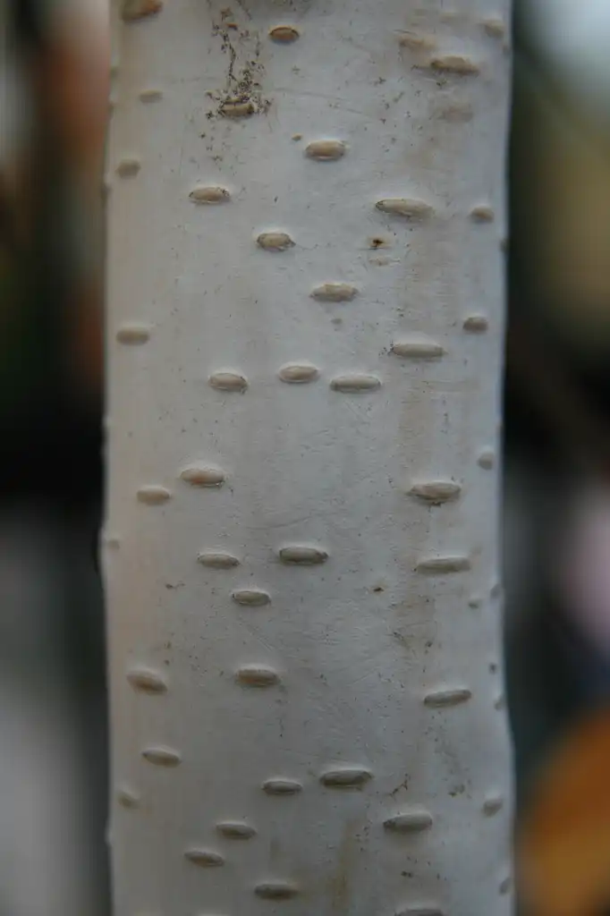 Фото Betula jacquemontii - Bark:David J. Stang