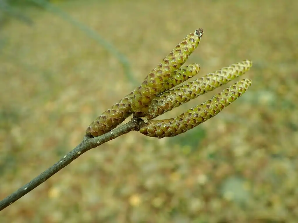 Фото Betula jacquemontii - close up:Salicyna