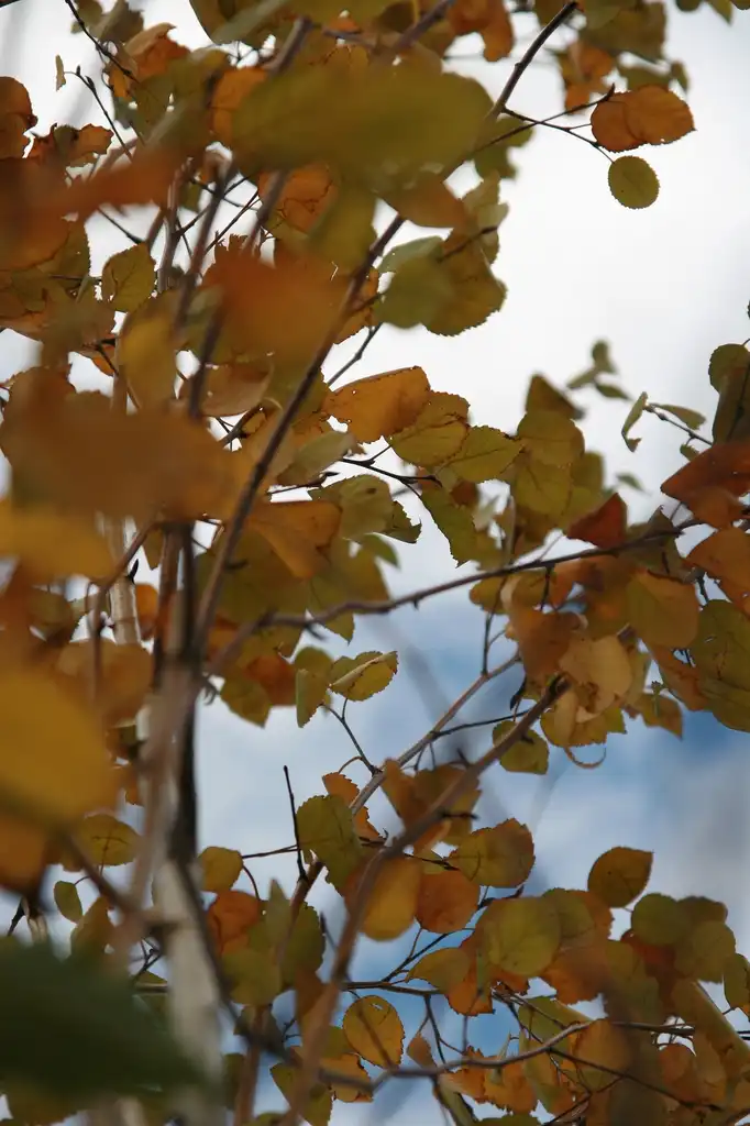 Фото Betula jacquemontii - Leaves:David J. Stang