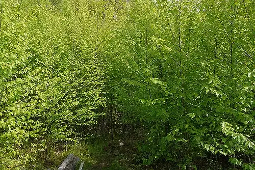 Photo of Betula lenta (Betula lentas)