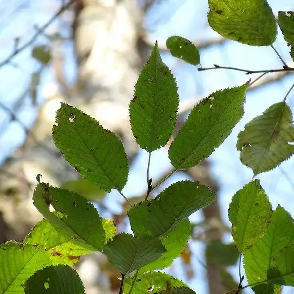 Photo of Betula lenta (Betula lentas)
