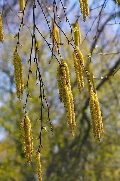 Photo of Betula lenta - Betula lenta blooms:Dan Mullen