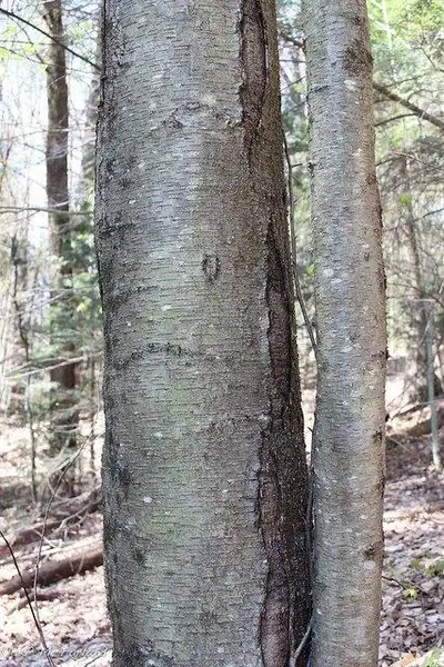 Photo of Betula lenta - Betula lenta bark:Kent McFarland