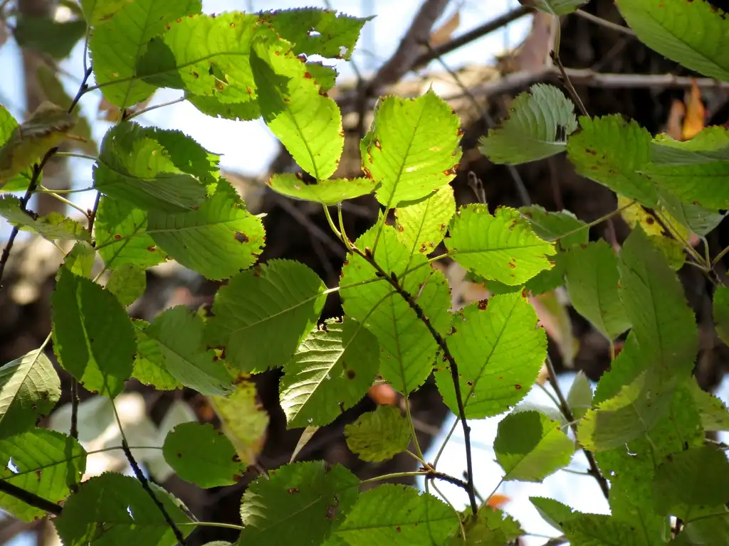 Photo of Betula lenta - Betula lenta (sweet birch) leaves:Katja Schulz