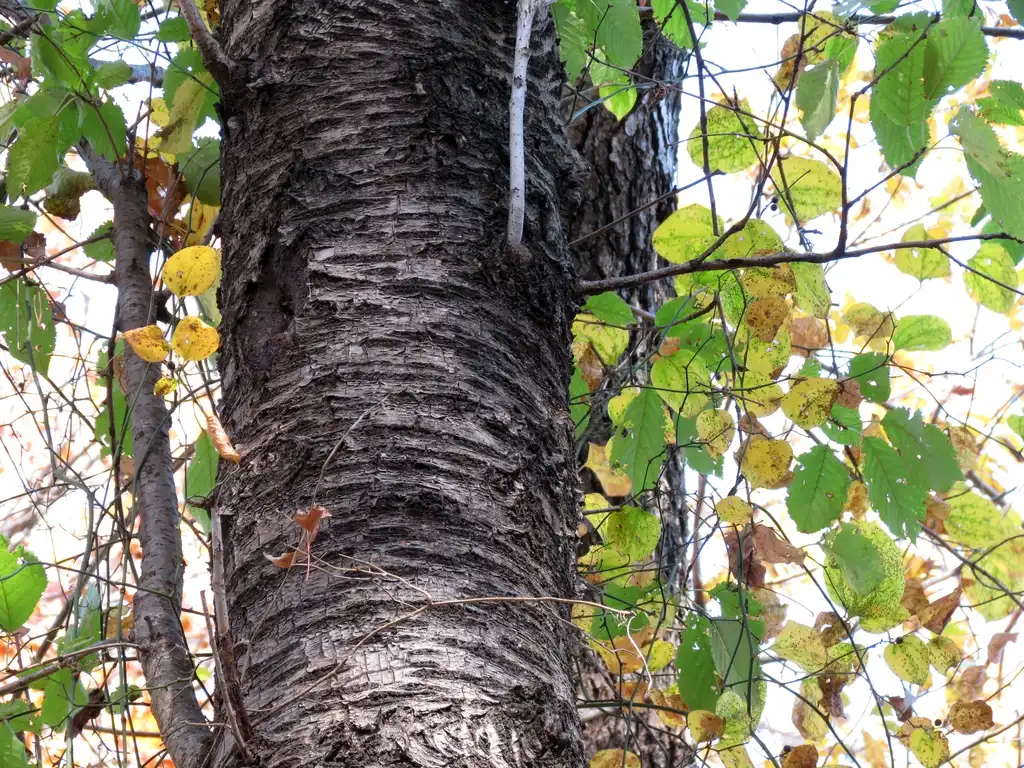 Photo of Betula lenta - Betula lenta bark:Katja Schulz