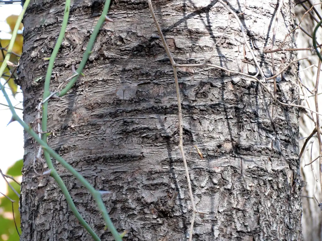 Photo of Betula lenta - Betula lenta bark close up:Katja Schulz