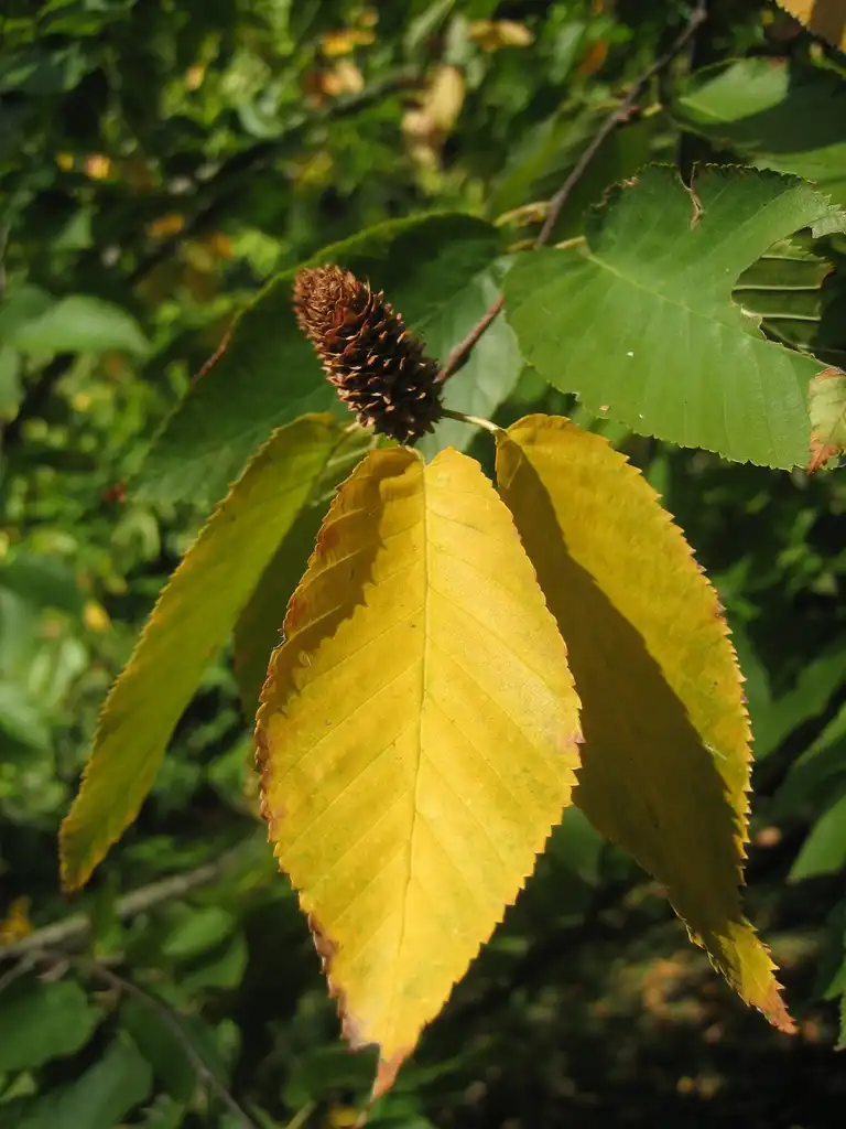 Photo of Betula lenta - Betula lenta:Lynk media
