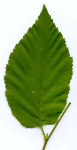 Photo of Betula lenta - Betula lenta leaf:Ed Uebel