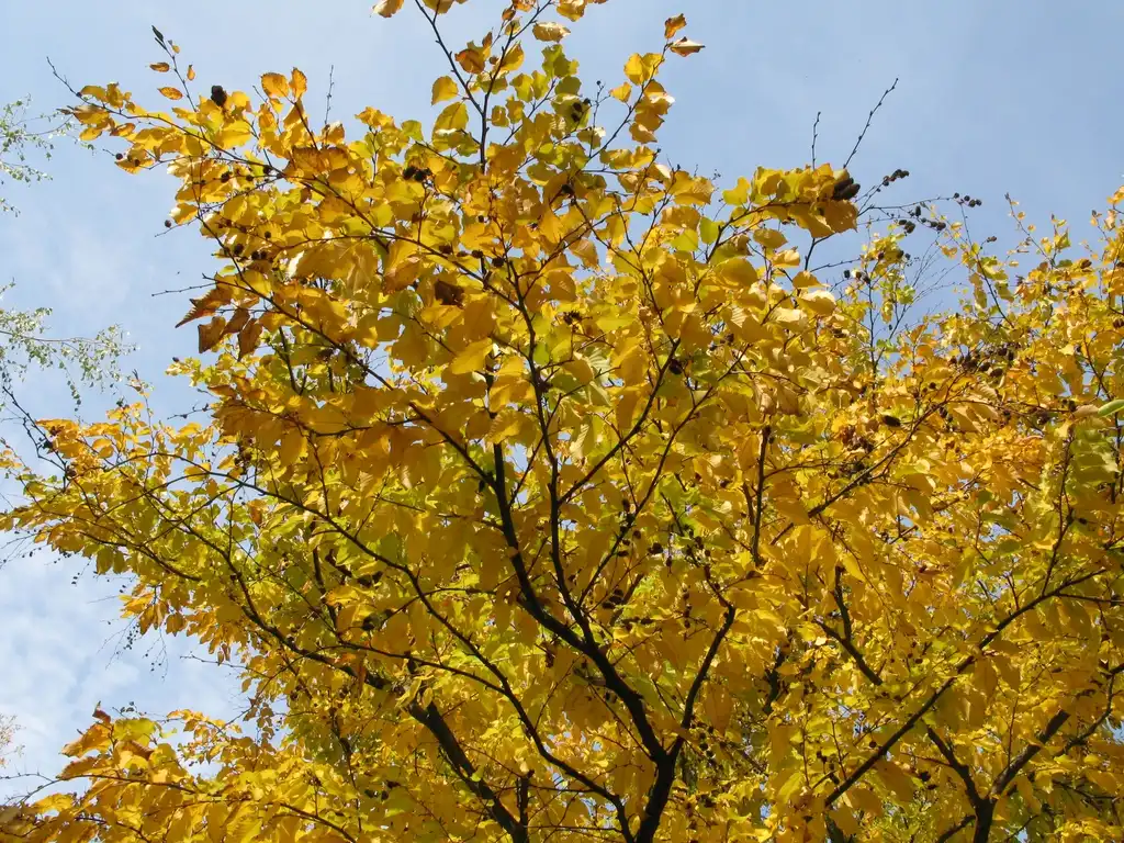 Photo of Betula lenta - Betula lenta Liliental yellow leaves:Adrian Thomale