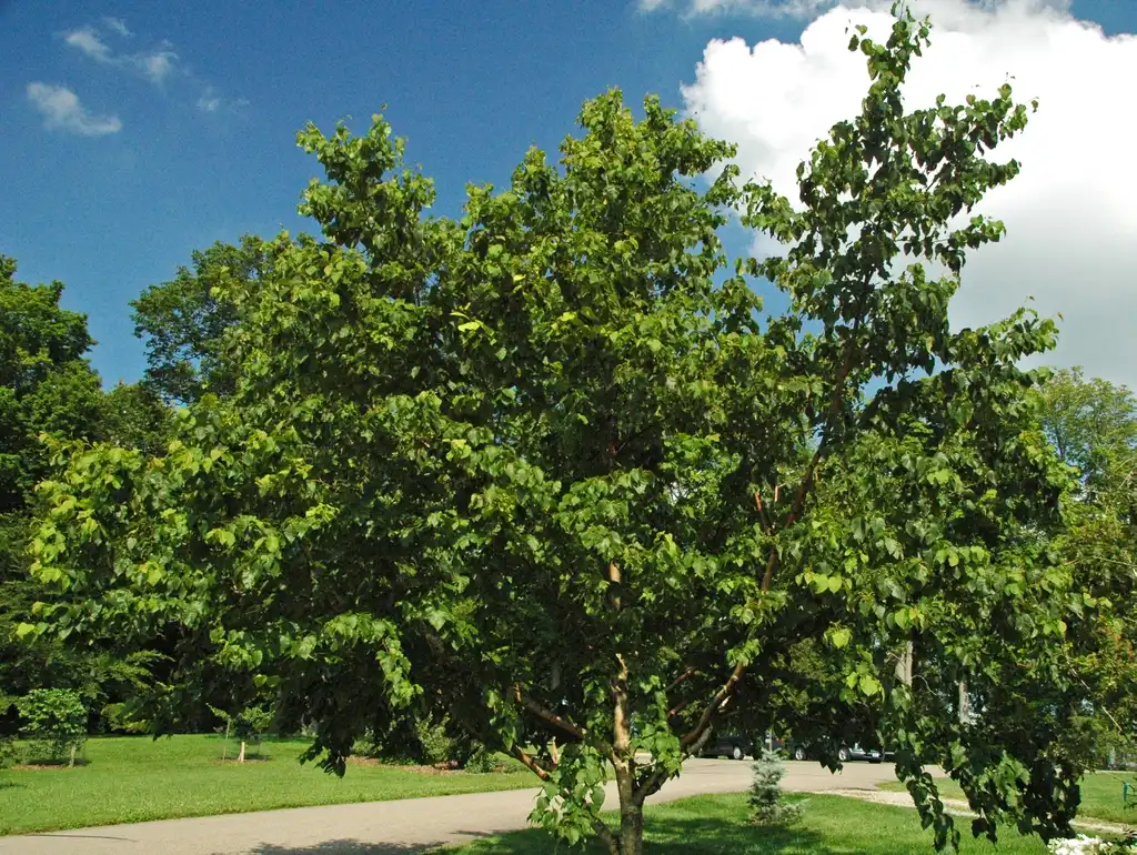 Фото Betula maximowicziana (Betula maximowiczianas)