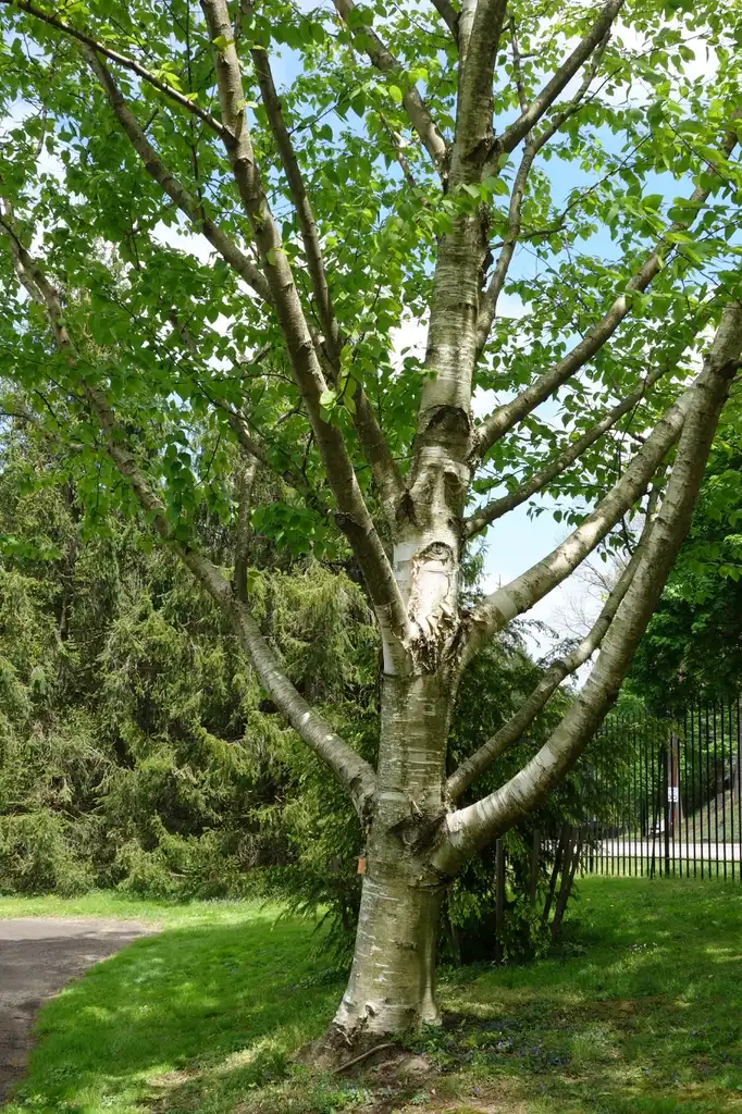 Фото Betula maximowicziana (Betula maximowiczianas)