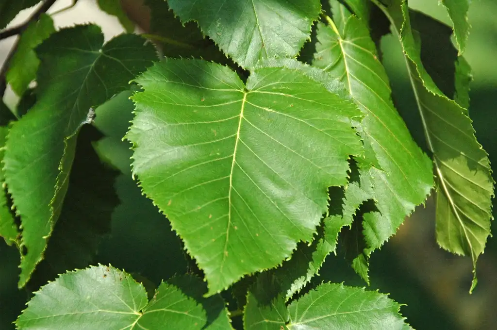Фото Betula maximowicziana - leaf:James St. John