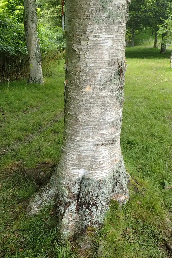 Фото Betula maximowicziana - bark:Krzysztof Zairnek, Kenraiz