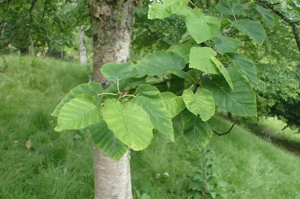 Фото Betula maximowicziana - leaves with branch:Krzysztof Zairnek, Kenraiz