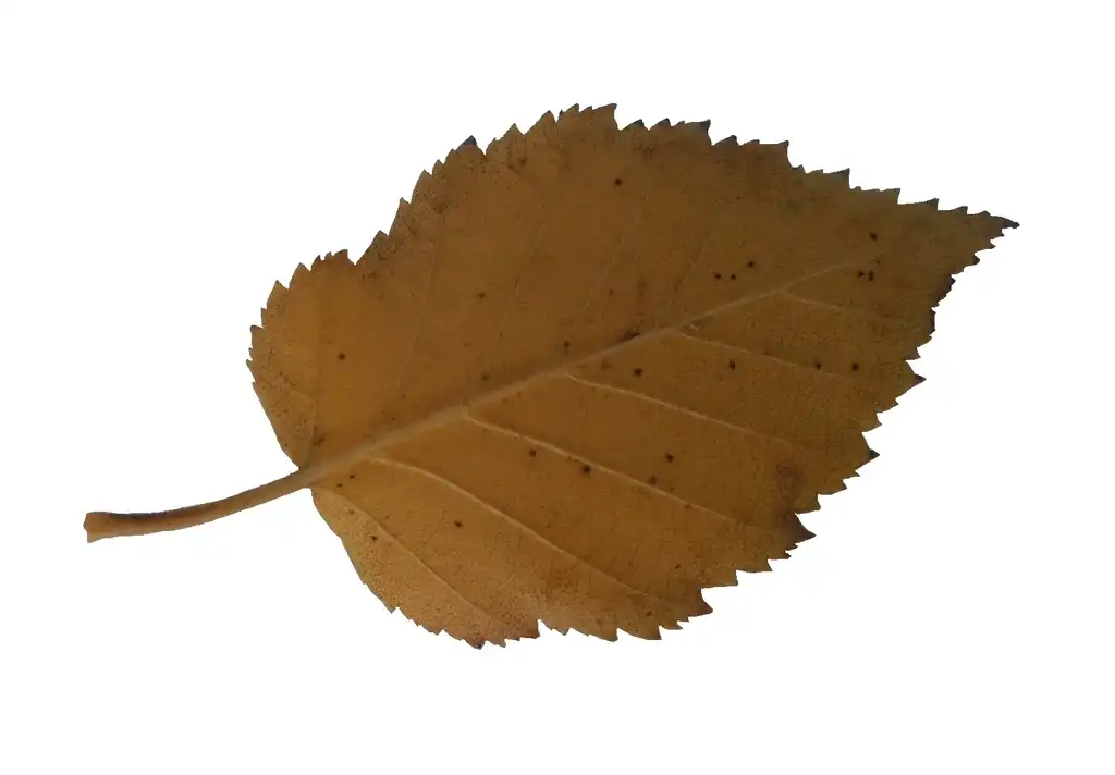 Фото Betula maximowicziana - Leaf:Tournasol7
