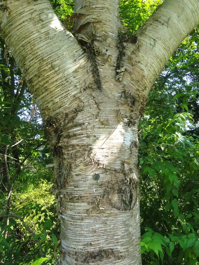 Фото Betula maximowicziana - Peeling bark and trunk:Daderot