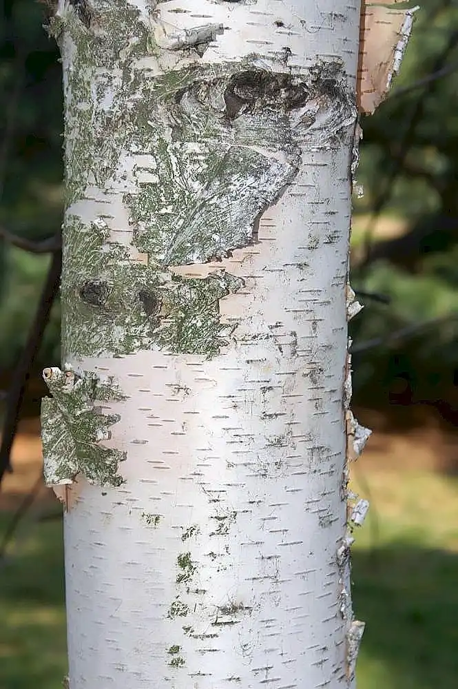 Фото Betula maximowicziana - Bark:David J. Stang