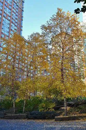 Photo of Betula nigra (Betula nigras)